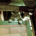 баня русская кот на банной печи Кот